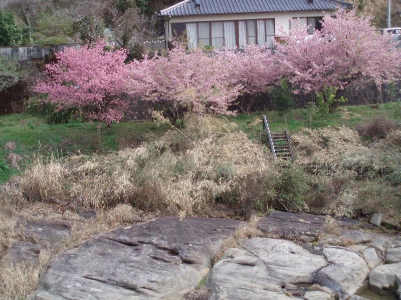 13:55 厳木川そいに桜？が咲いていました