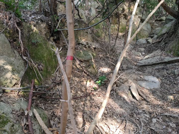 登山道の赤テープ目印
