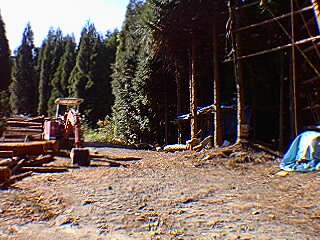 木材伐採現場